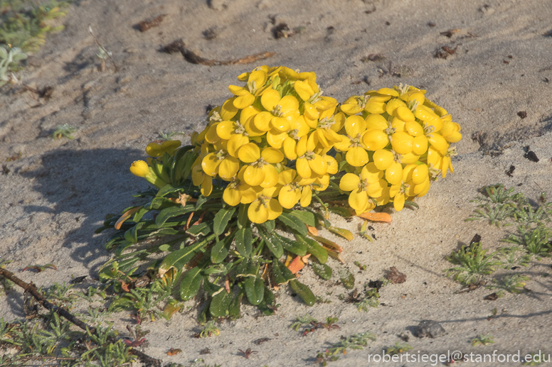 asilomar